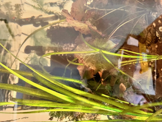 Jungle Val aquarium plant